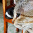 5n0BtaAKauo-channel-avatar-blessedpurr