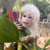 Abi Monkey Family