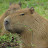 @kapybara_