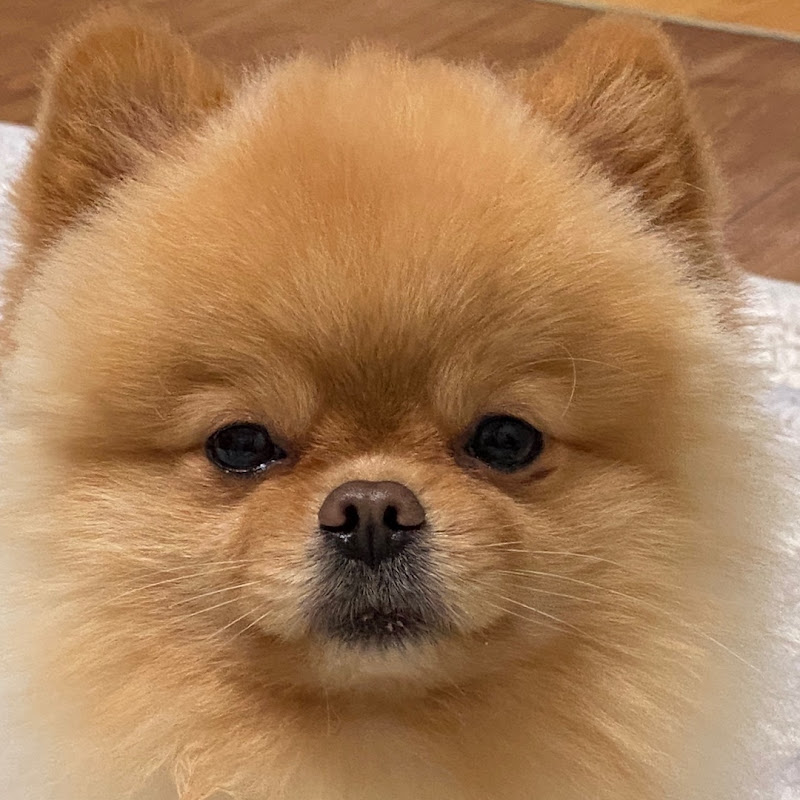 포메라니안 모카예요🐾