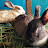 1St Liberia Rabbit Farm