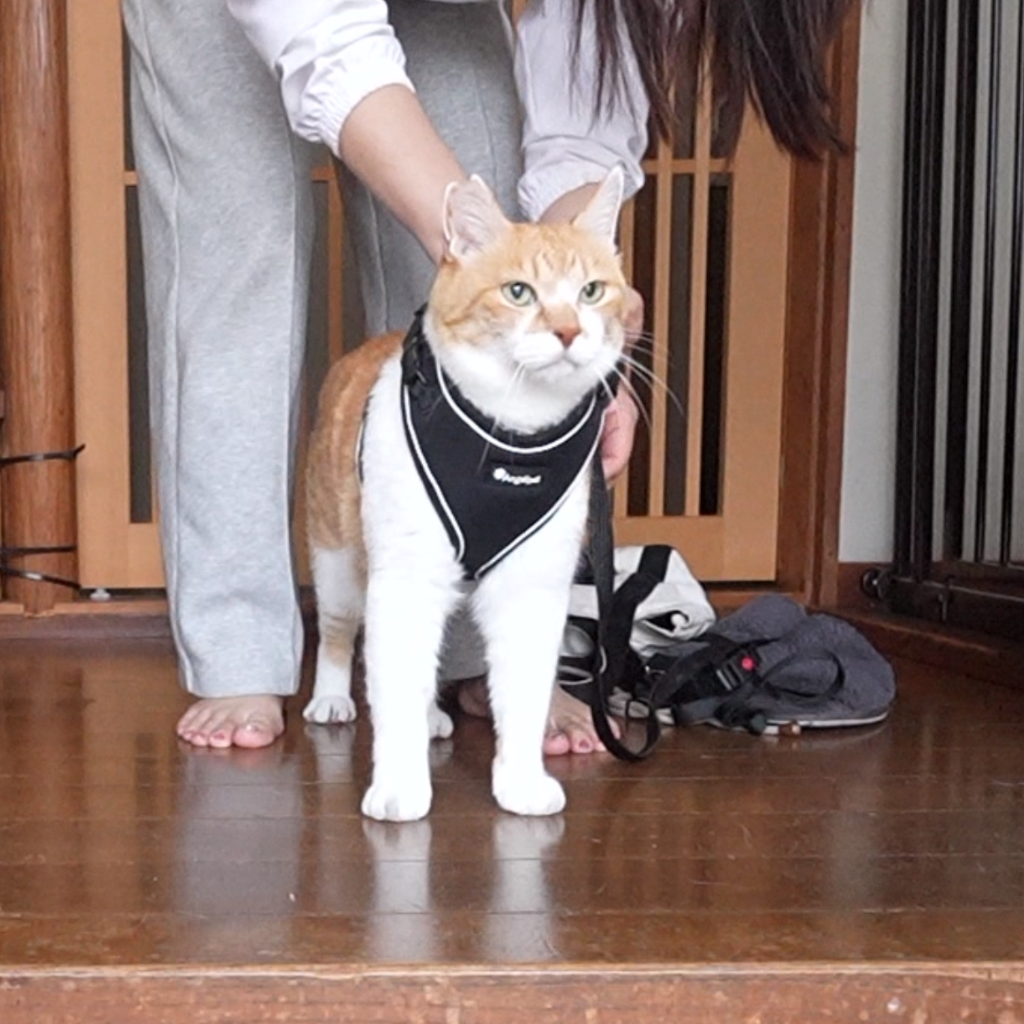 ChaCha: The Former Stray Cat - YouTube