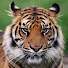 IruYkqoMWYA-channel-avatar-World of Warcraft goofin' channel