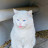 @올리브나무-q4y