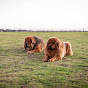 Rollo & Tora The Tibetan Mastiff's logo