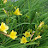 @Forsythia2010