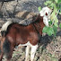 WrTr7hKzric-channel-avatar-unique bakra wala