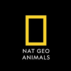 Nat Geo Animals