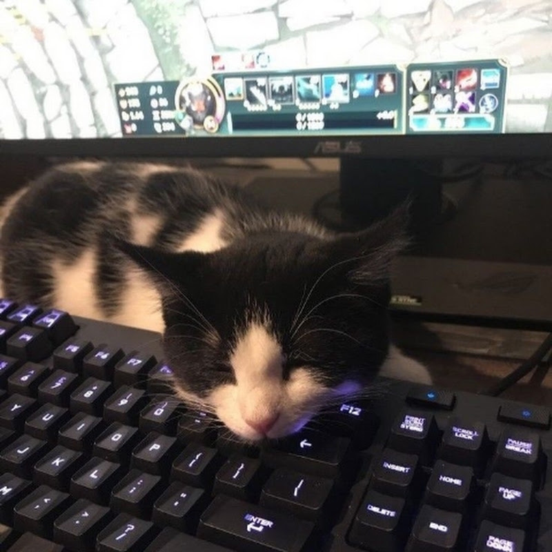Daily dose of cute pets avatar