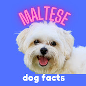 Maltese Dog Facts