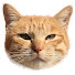 RPL9LvZqJPc-channel-avatar-たかねこの旧キットの夜