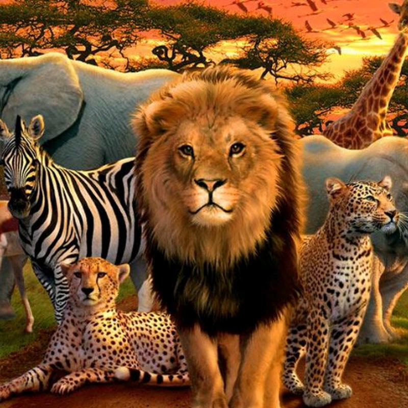 Tanzania  national parks  avatar