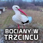 Bociany w Trzcińcu