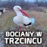 _PGTwi87f-4-channel-avatar-Bociany w Trzcińcu