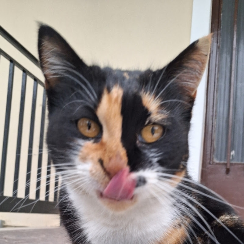 [Catilen]