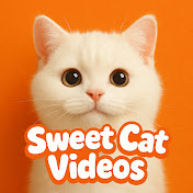 Sweet Cat Videos
