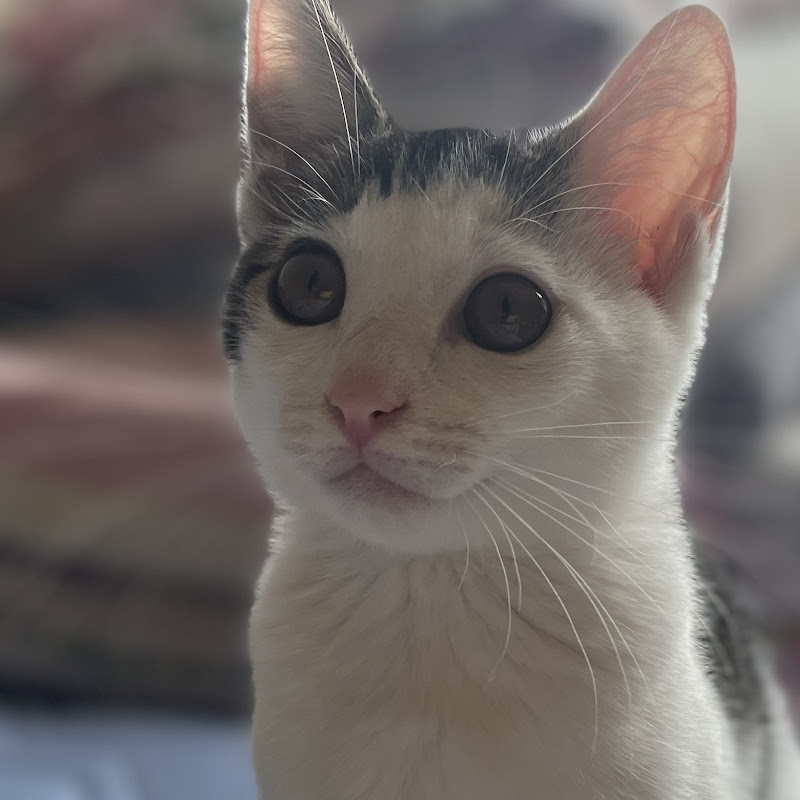 こむぎと○○な日々