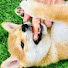 P6ePy80et8Y-channel-avatar-Leeloo la shiba