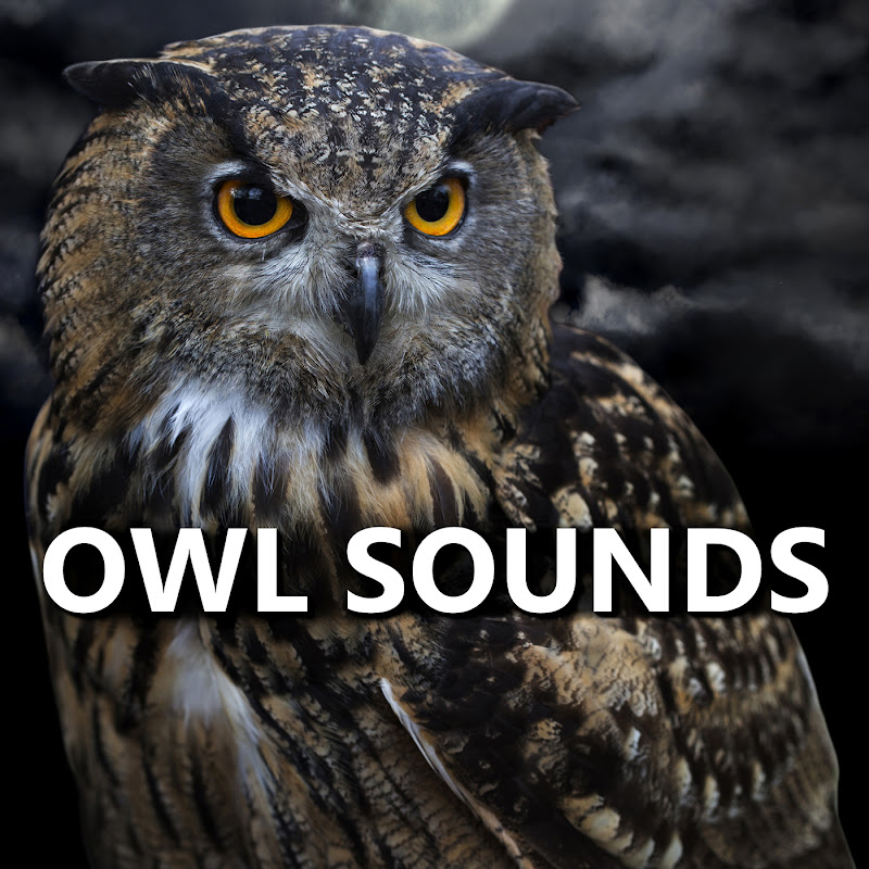 Owl Sounds - Topic