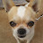 @TakguTheChihuahua