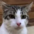 XqWNnWdOJNo-channel-avatar-Meowmed ali 