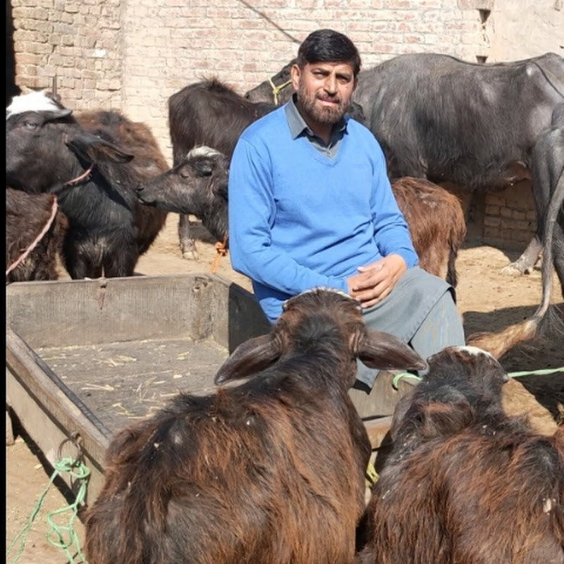 Livestock Health