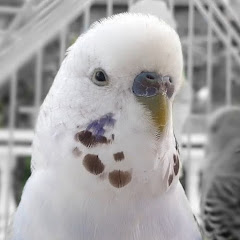 Denny the Budgie Image Thumbnail