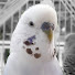 0oRg3l7Hpto-channel-avatar-Denny the Budgie