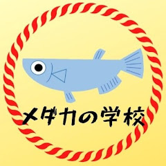 メダカの学校@miz
