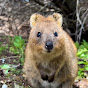 QuokkaTours logo