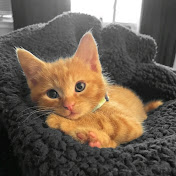 KittenWorld