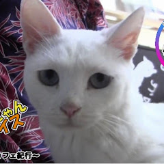 ちゃんねるロゴスアイコン画像