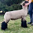 Ashley Club Lambs 