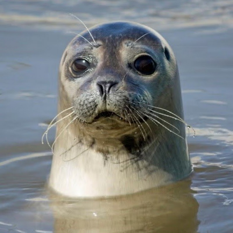LordSeal