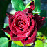 NSums2BkTIg-channel-avatar-Rain on Quiet Flowers