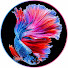 078DHSjimts-channel-avatar-FISH KINGDOM