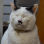 エルフの部屋10匹の猫との日々