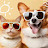 @dog-cat37