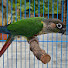 rmY2cfTCF_A-channel-avatar-Loki, Mango, and Fluffy
