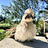WURHotEFWvs-channel-avatar-Kookaburra Family & Bird Friends Australia