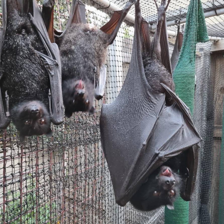 Post from Baby Bats & Buddies of Australia
