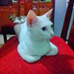 LilacCat Draws avatar