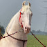 40D0q0NFc6E-channel-avatar-Gaggu stud farm 