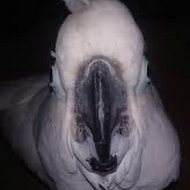 LEEBIRD BRO
