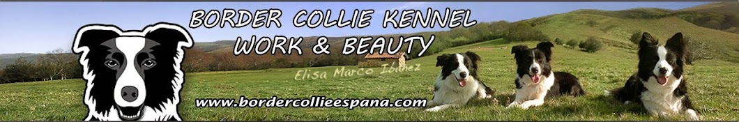 Border Collie Kennel "Work & Beauty" Avatar channel YouTube 