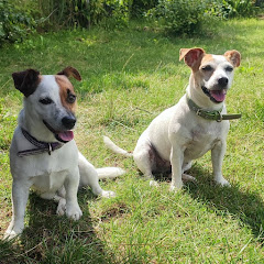 Jack Russell Terrier life