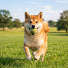 ranVgjj8IE4-channel-avatar-Pawfect Moments