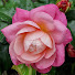 mxug7kF4Gxk-channel-avatar-The Rose Enthusiast
