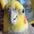 zIomC8rM12A-channel-avatar-Pumpkinaroundme