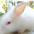 @Rabbit_Hamster